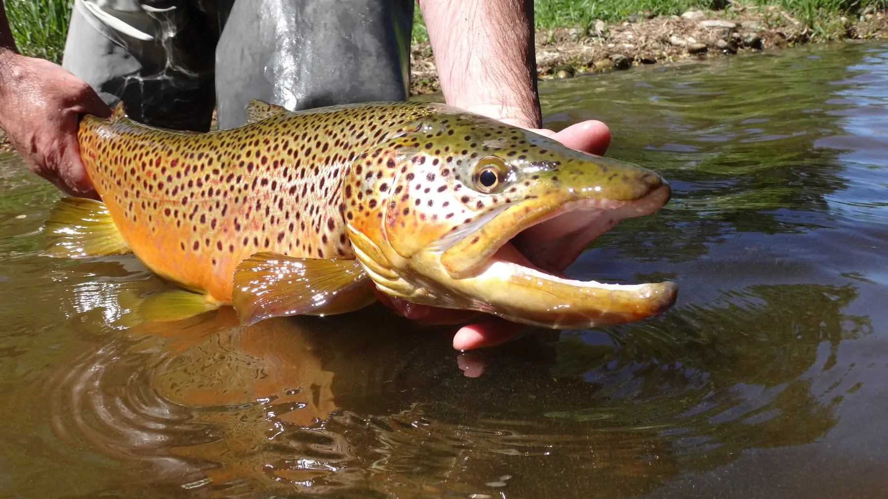 A large golden brown trout held at the surface of a Southern Ontario river just before release