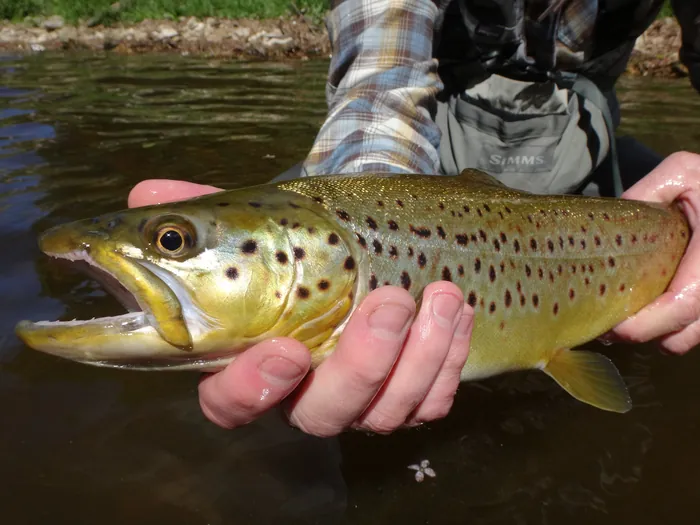 A heavily spotted golden brown trout cradled just above the surface