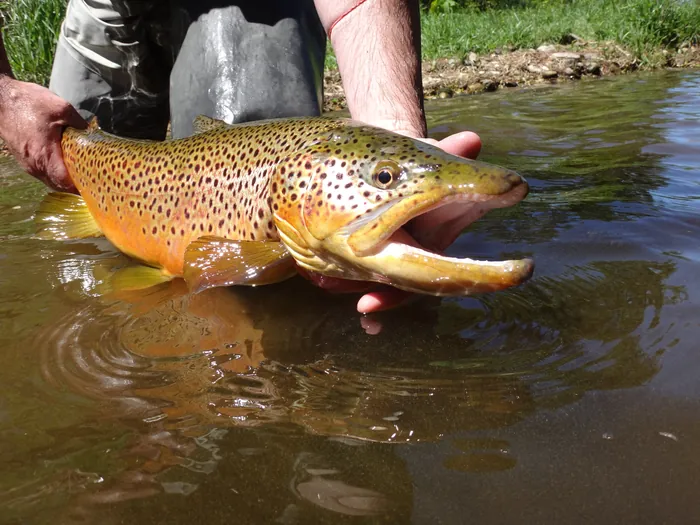 A close view of a brown trout's flank and spotting
