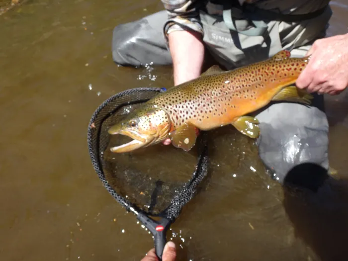 A brown trout resting in a landing net in the current
