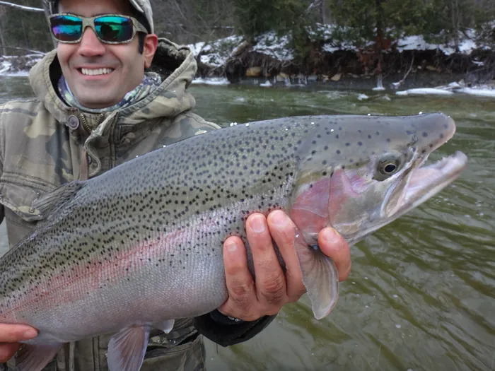 A chrome Great Lakes steelhead held above the water before release