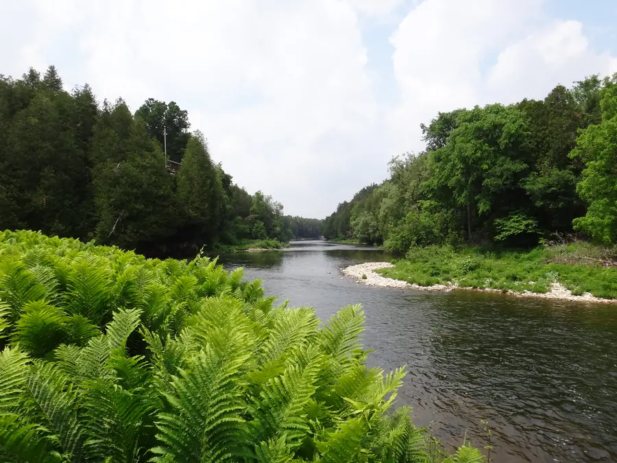 A wide sweeping stretch of the Grand River lined with ferns and a gravel bar, the kind of flat where carp are spotted and stalked