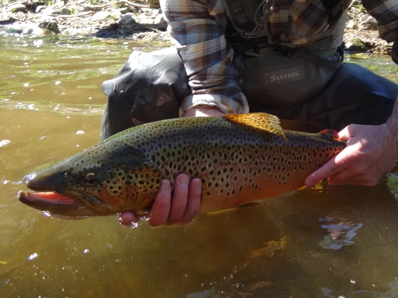 A large golden brown trout held in both hands above the water