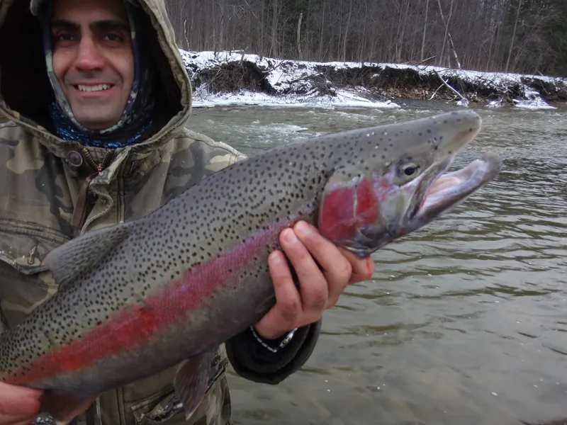 An angler in camouflage waders holding a bright chrome steelhead