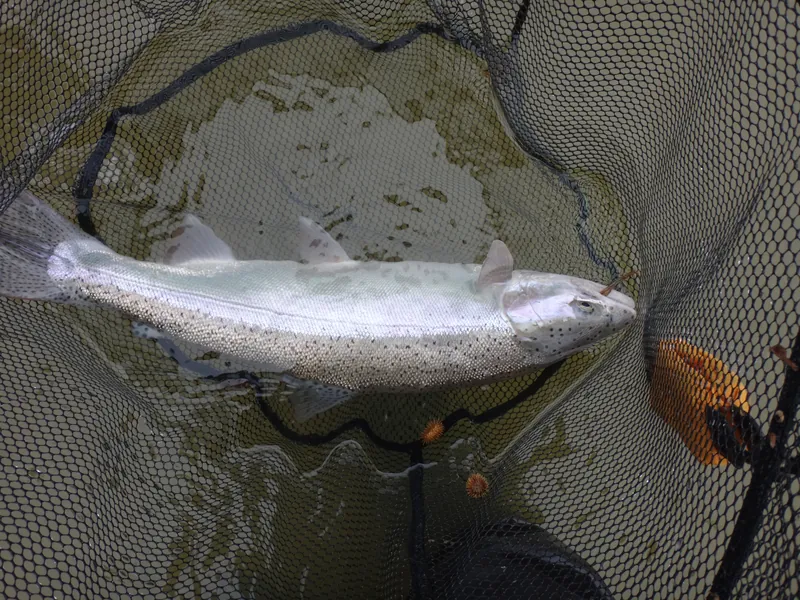 A steelhead resting in a landing net